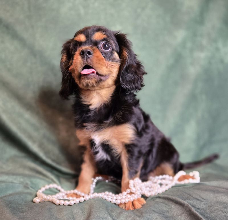Cody - Cavalier Puppy