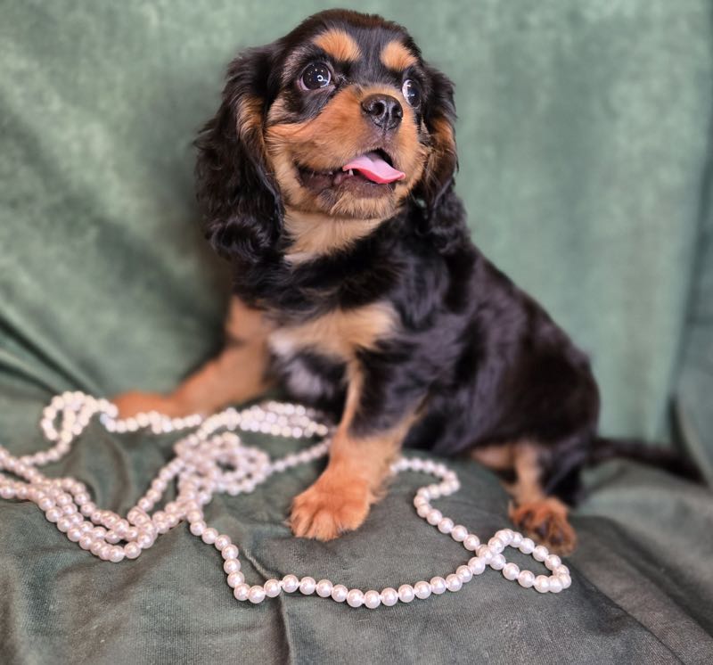 Cody - Cavalier Puppy