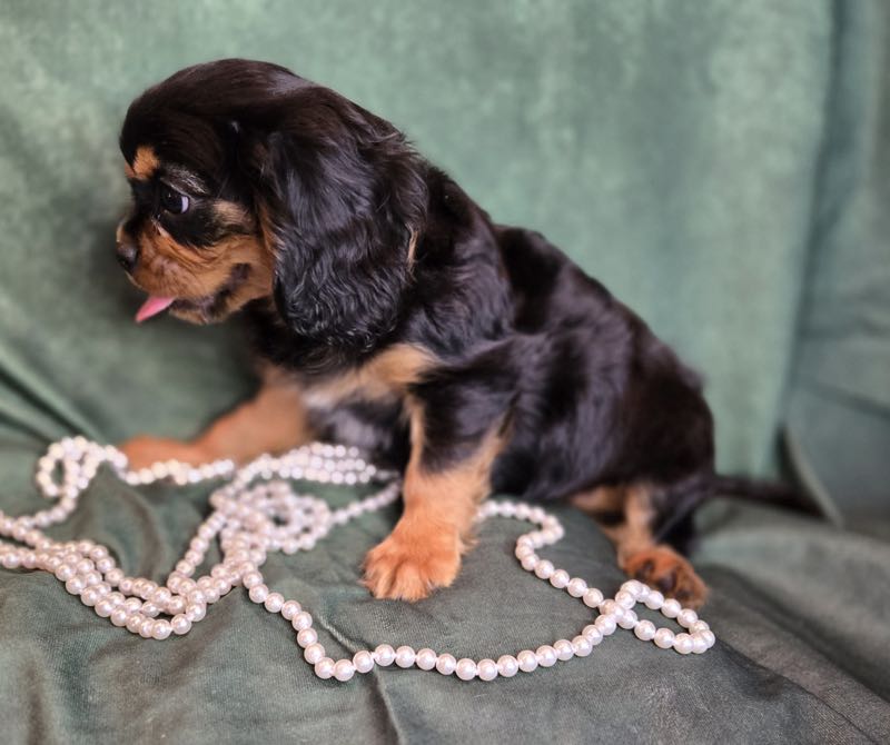 Cody - Cavalier Puppy