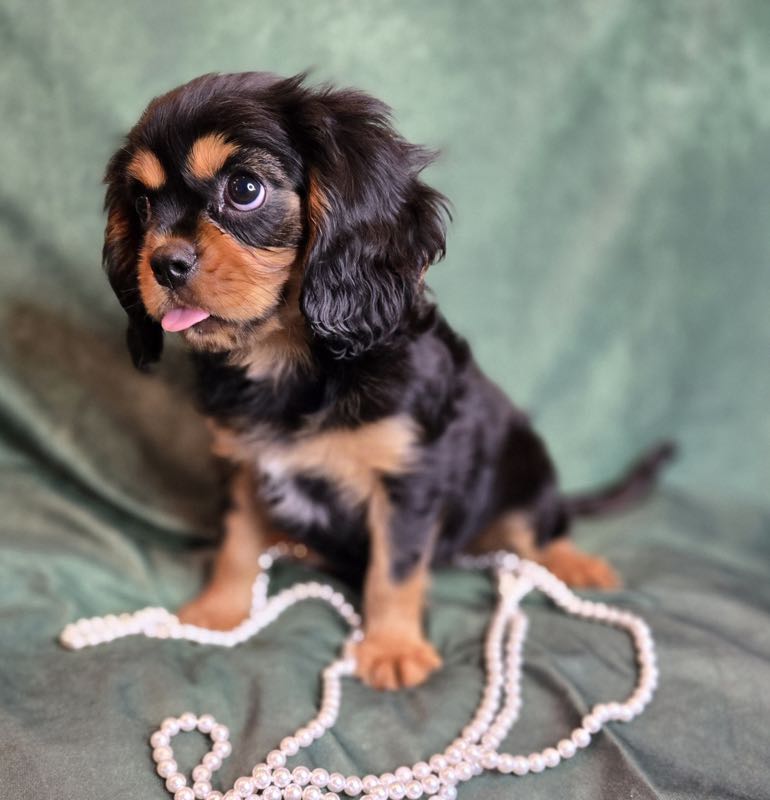 Cody - Cavalier Puppy