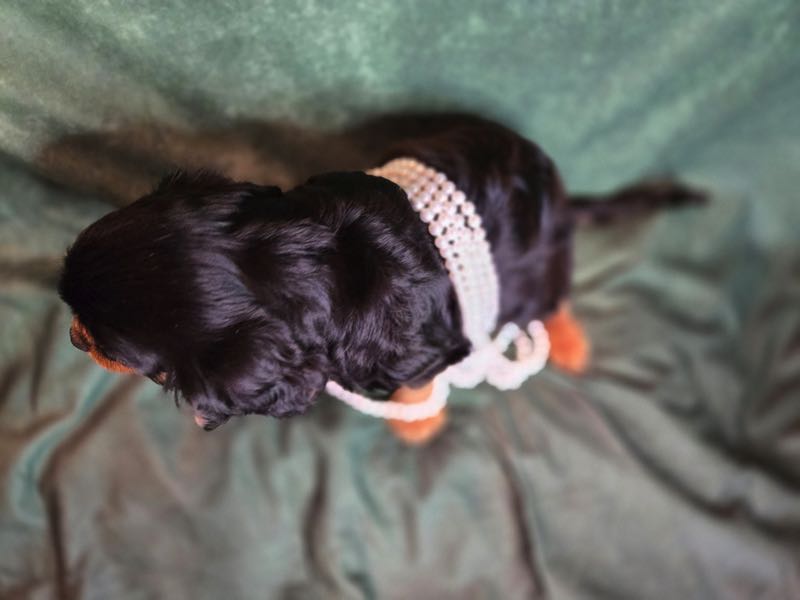 Cody - Cavalier Puppy