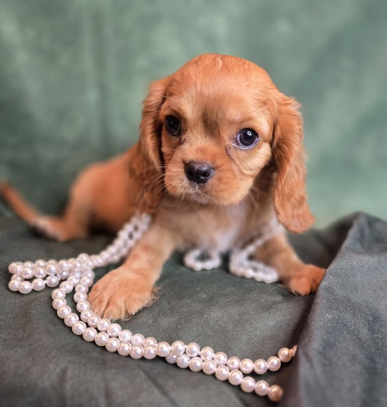 Cupid - Cavalier Puppy