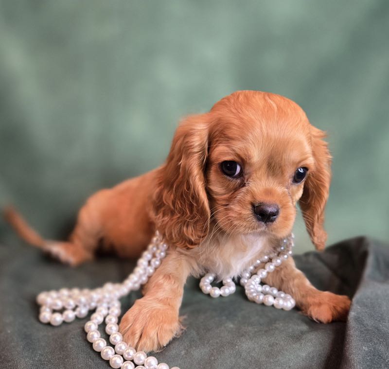 Cupid - Cavalier Puppy