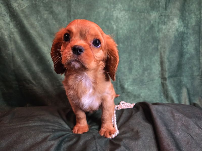 Cupid - Cavalier Puppy
