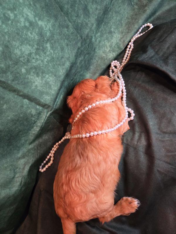 Cupid - Cavalier Puppy