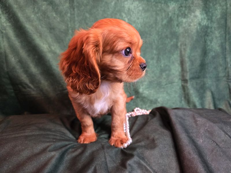 Cupid - Cavalier Puppy