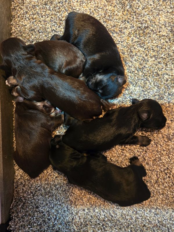 Jafar & Effie's Mini Schnauzer Puppies