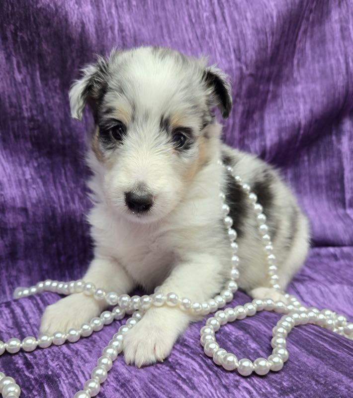 Shetland Sheepdog Puppy