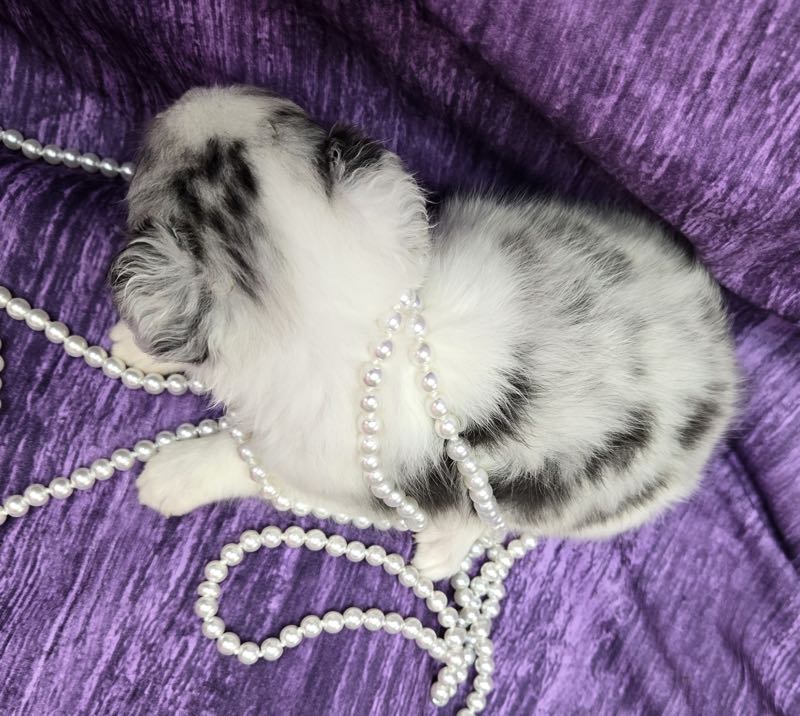 Shetland Sheepdog Puppy