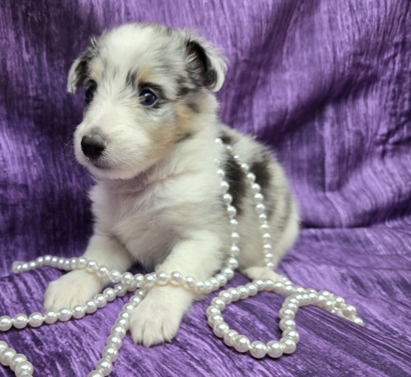 Shetland Sheepdog Puppy