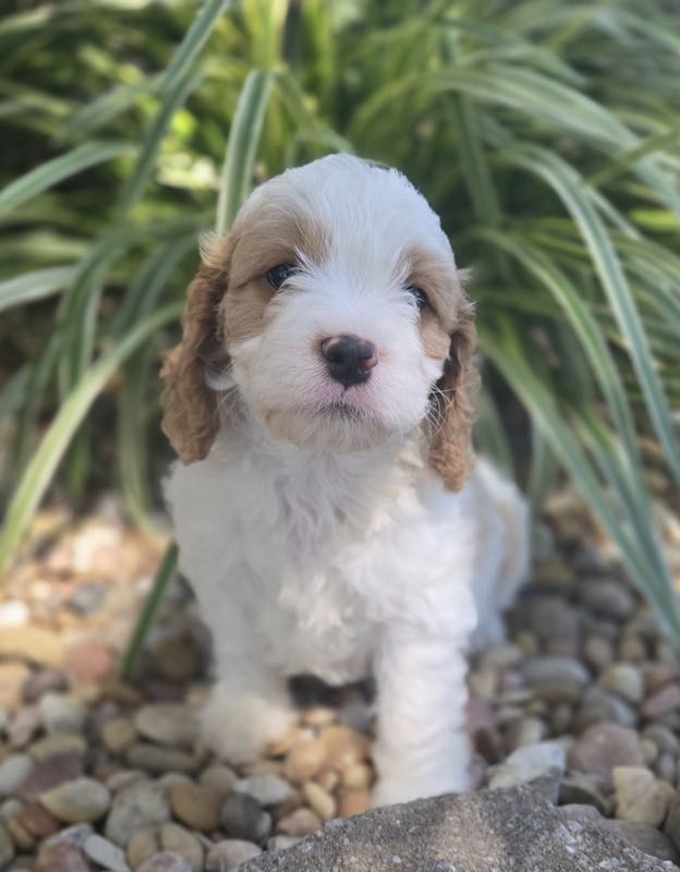Lane - Cavapoo Puppy