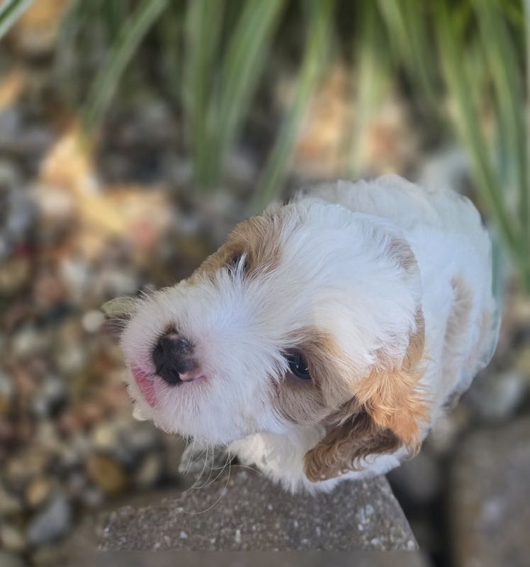 Lane - Cavapoo Puppy