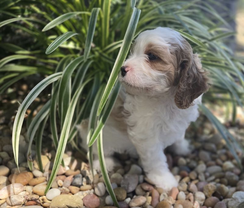 Lane - Cavapoo Puppy