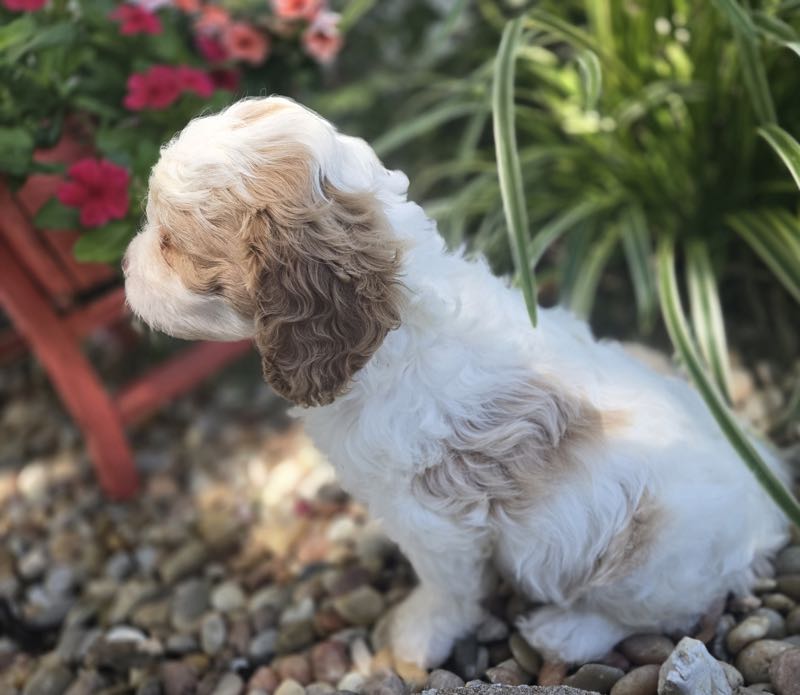Lane - Cavapoo Puppy
