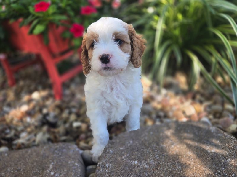 Lane - Cavapoo Puppy