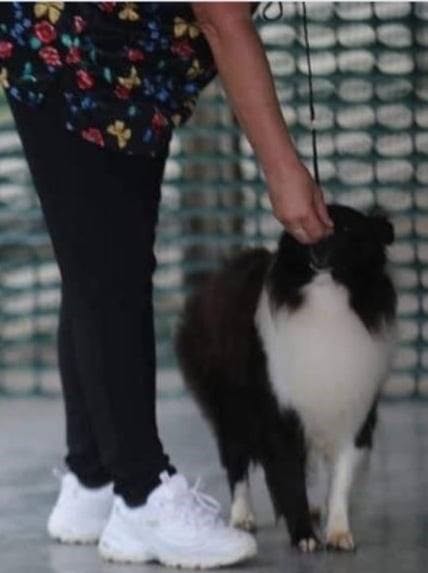 Tux - Shetland Sheepdog Sire