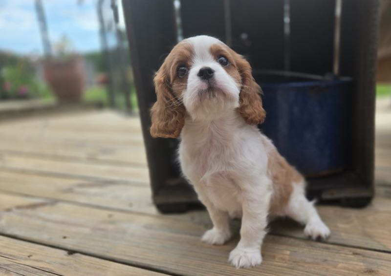 Aaron - Cavalier Puppy