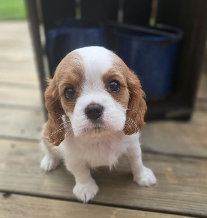Aaron - Cavalier Puppy