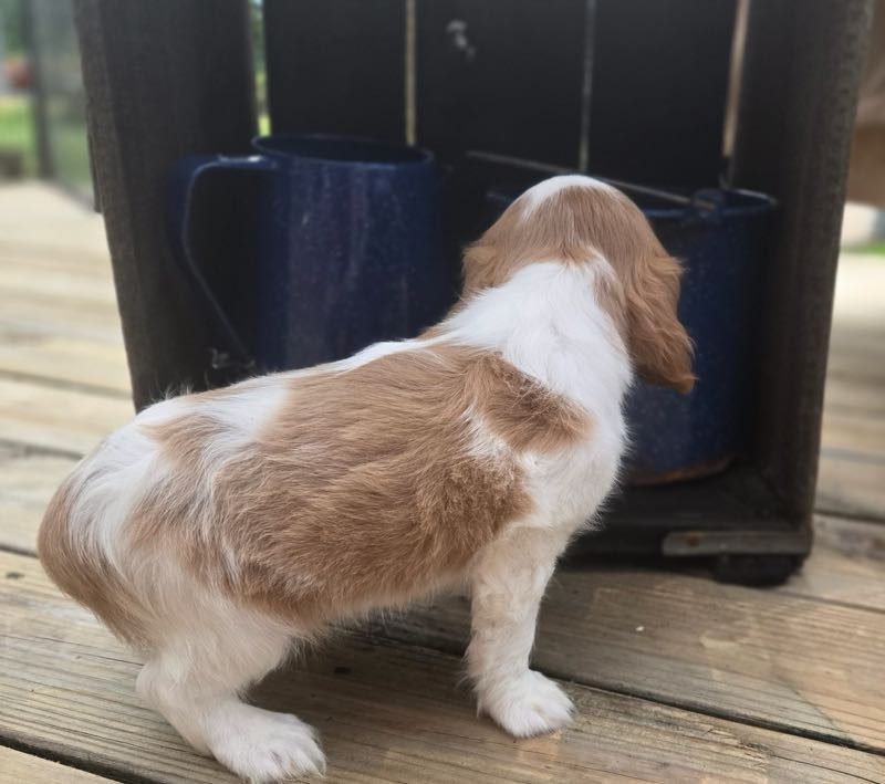 Aaron - Cavalier Puppy
