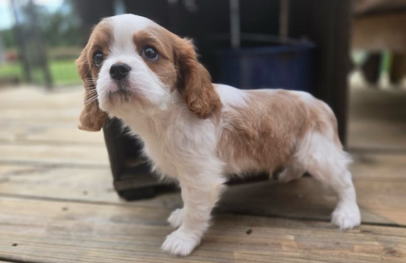 Aaron - Cavalier Puppy