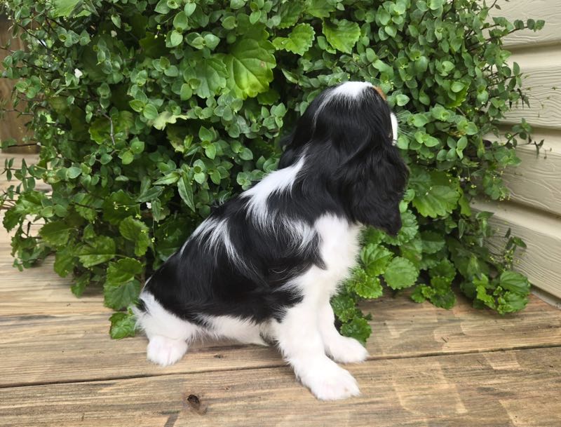 Alberta - Cavalier Puppy