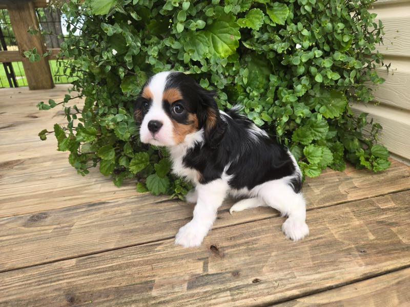 Alberta - Cavalier Puppy