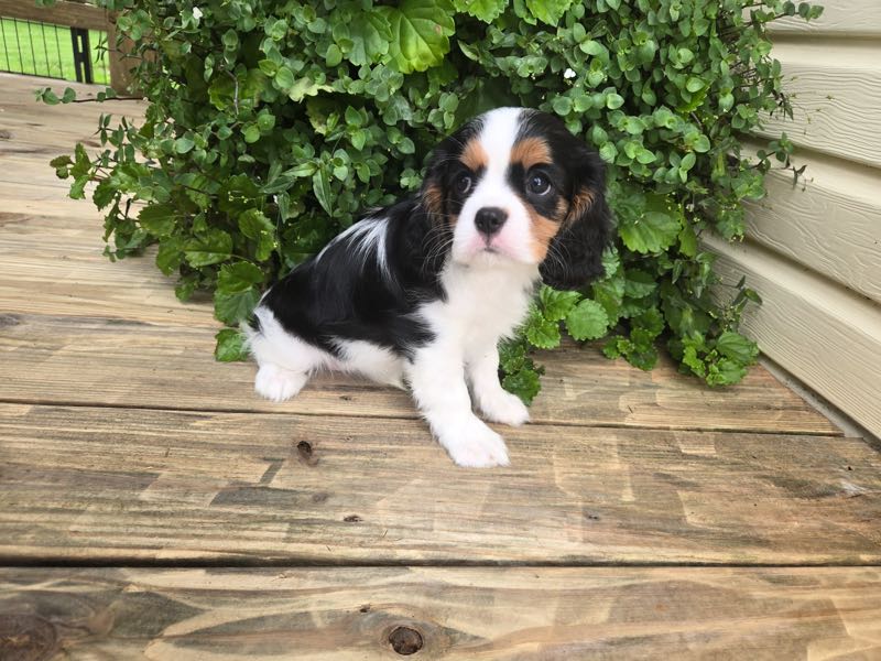 Alberta - Cavalier Puppy