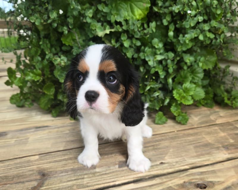 Alberta - Cavalier Puppy